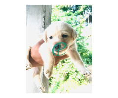 Labrador Puppies For Sale - Image 2
