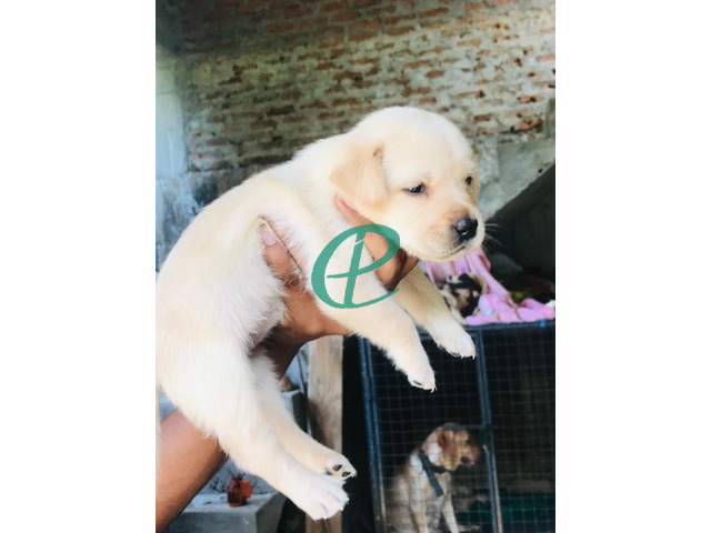 Labrador Puppies For Sale - 3