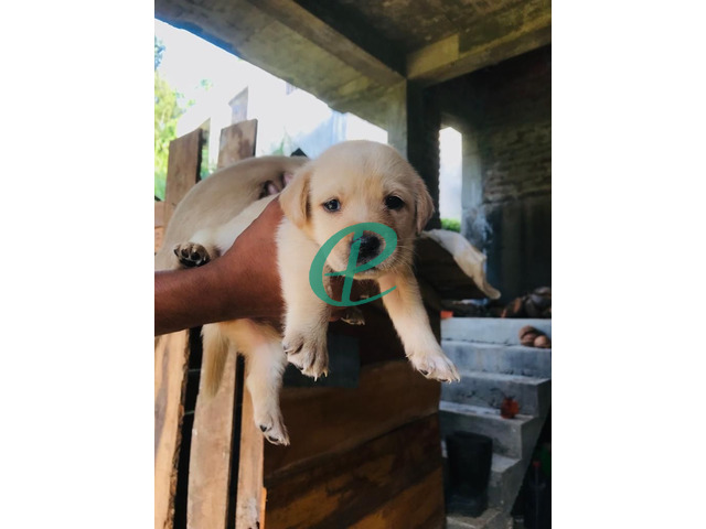 Labrador Puppies For Sale - 4