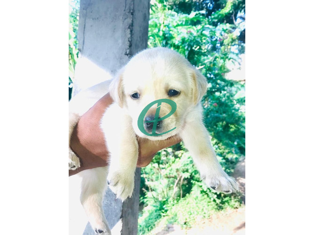 Labrador Puppies For Sale - 5