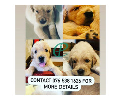Golden retriever pups for sale - Image 2