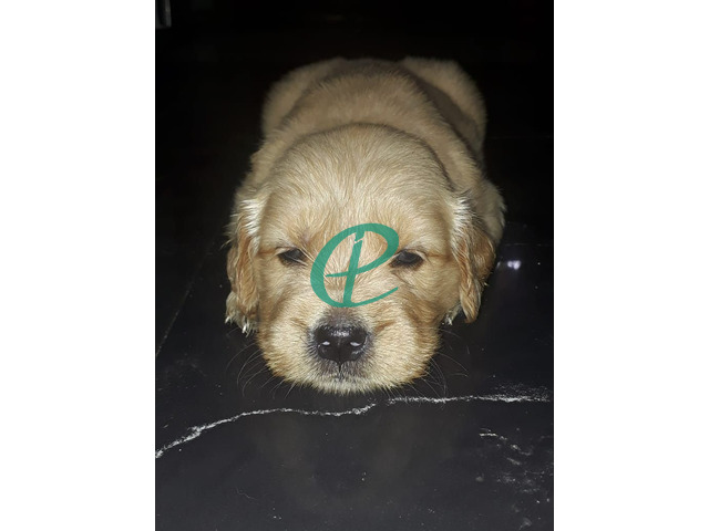 Golden retriever pups for sale - 4