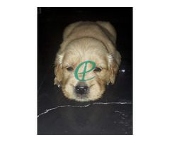 Golden retriever pups for sale - Image 4