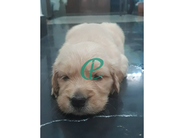 Golden retriever pups for sale - 5