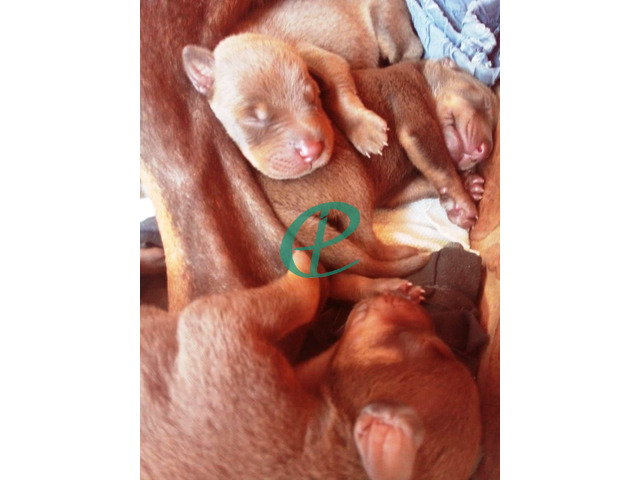 Doberman puppies for sale - 1