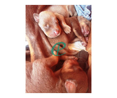 Doberman puppies for sale - Image 1