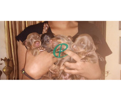 Doberman puppies for sale - Image 2