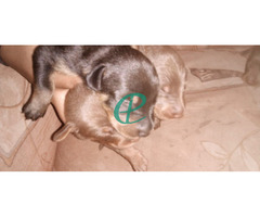 Doberman puppies for sale - Image 4