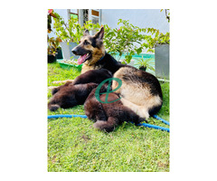German Shepherd Long Coat puppies - Image 3