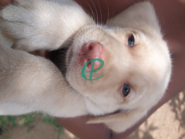 Labrador female puppy - 1