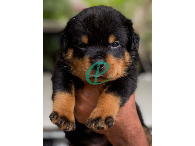 Rottweiler Puppies for sale - 1