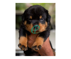 Rottweiler Puppies for sale - Image 1