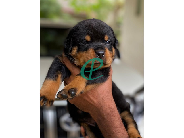Rottweiler Puppies for sale - 2