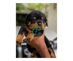 Rottweiler Puppies for sale - Image 2
