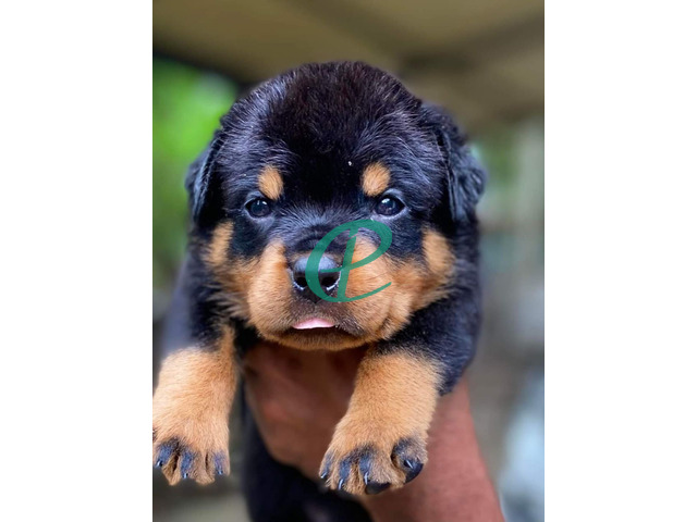 Rottweiler Puppies for sale - 3