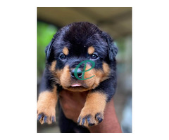 Rottweiler Puppies for sale - Image 3