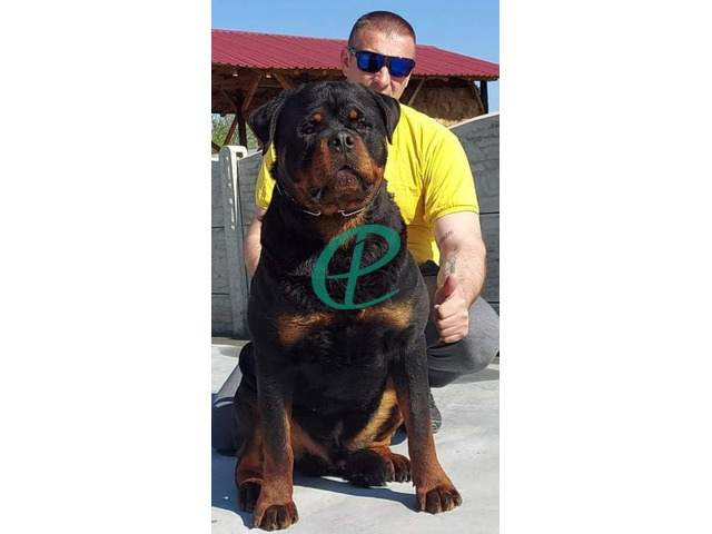 Rottweiler Puppies for sale - 4