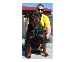 Rottweiler Puppies for sale - Image 4