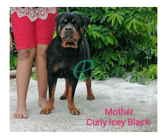 Rottweiler Puppies for sale - Image 5