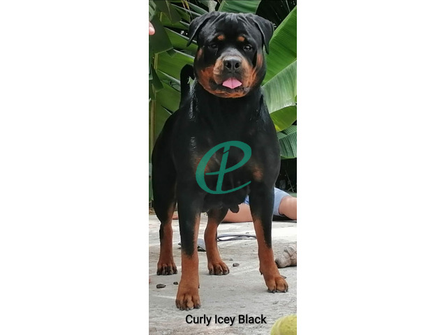 Rottweiler Puppies for sale - 6
