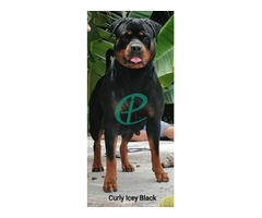 Rottweiler Puppies for sale - Image 6
