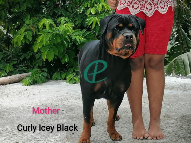Rottweiler Puppies for sale - 7