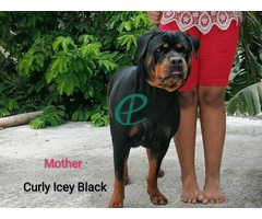 Rottweiler Puppies for sale - Image 7
