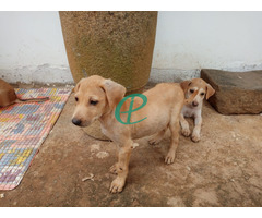 Puppies for kind home - Image 3