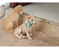 Puppies for kind home - Image 4