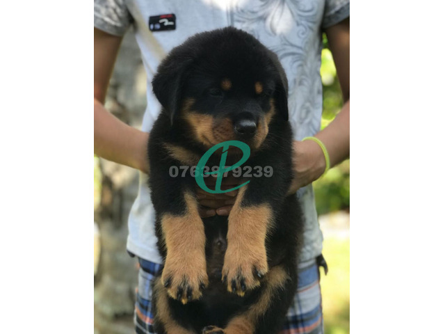 ONE SIDE IMPORTED ROTTWEILER PUPPIES - 1